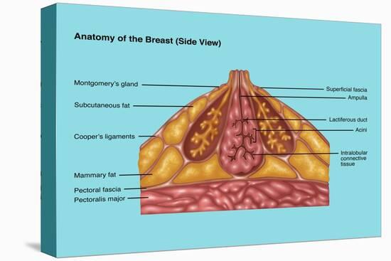 Breast Anatomy, Illustration-Gwen Shockey-Stretched Canvas