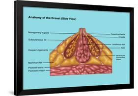 Breast Anatomy, Illustration-Gwen Shockey-Framed Premium Giclee Print