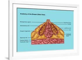Breast Anatomy, Illustration-Gwen Shockey-Framed Giclee Print