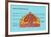 Breast Anatomy, Illustration-Gwen Shockey-Framed Giclee Print