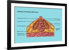 Breast Anatomy, Illustration-Gwen Shockey-Framed Giclee Print