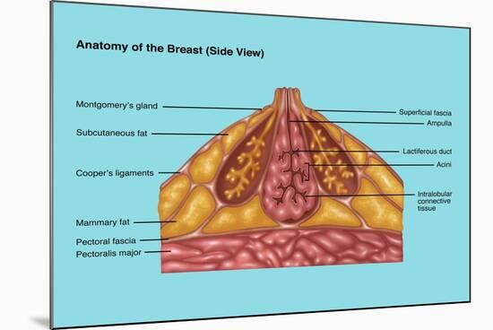 Breast Anatomy, Illustration-Gwen Shockey-Mounted Giclee Print