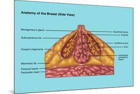 Breast Anatomy, Illustration-Gwen Shockey-Mounted Giclee Print