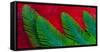 Breast and Wing Feather Design of the Resplendent Quetzal-Darrell Gulin-Framed Stretched Canvas