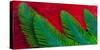 Breast and Wing Feather Design of the Resplendent Quetzal-Darrell Gulin-Stretched Canvas