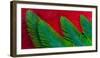 Breast and Wing Feather Design of the Resplendent Quetzal-Darrell Gulin-Framed Photographic Print