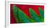 Breast and Wing Feather Design of the Resplendent Quetzal-Darrell Gulin-Framed Photographic Print