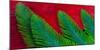 Breast and Wing Feather Design of the Resplendent Quetzal-Darrell Gulin-Mounted Photographic Print