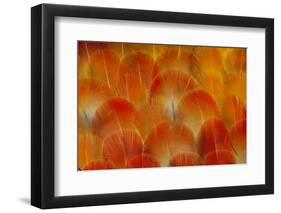 Breast Feathers of the Camelot Macaw-Darrell Gulin-Framed Photographic Print