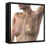 Breast Lymphatic System, Artwork-null-Framed Stretched Canvas