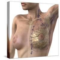 Breast Lymphatic System, Artwork-null-Stretched Canvas