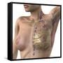 Breast Lymphatic System, Artwork-null-Framed Stretched Canvas