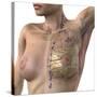 Breast Lymphatic System, Artwork-null-Stretched Canvas