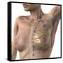 Breast Lymphatic System, Artwork-null-Framed Stretched Canvas
