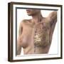 Breast Lymphatic System, Artwork-null-Framed Premium Photographic Print