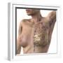 Breast Lymphatic System, Artwork-null-Framed Premium Photographic Print