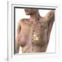 Breast Lymphatic System, Artwork-null-Framed Photographic Print