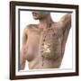 Breast Lymphatic System, Artwork-null-Framed Photographic Print