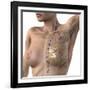 Breast Lymphatic System, Artwork-null-Framed Photographic Print