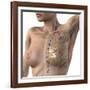 Breast Lymphatic System, Artwork-null-Framed Photographic Print