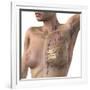 Breast Lymphatic System, Artwork-null-Framed Photographic Print