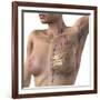 Breast Lymphatic System, Artwork-null-Framed Photographic Print