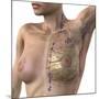 Breast Lymphatic System, Artwork-null-Mounted Photographic Print