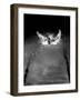 Breast Stroke Champion of Joe Verdeur Doing Butterfly Stroke-Gjon Mili-Framed Photographic Print