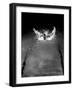 Breast Stroke Champion of Joe Verdeur Doing Butterfly Stroke-Gjon Mili-Framed Photographic Print