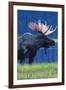 Breckenridge, Colorado, Moose in the Moonlight-Lantern Press-Framed Art Print