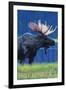 Breckenridge, Colorado, Moose in the Moonlight-Lantern Press-Framed Art Print