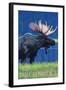 Breckenridge, Colorado, Moose in the Moonlight-Lantern Press-Framed Art Print
