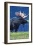 Breckenridge, Colorado, Moose in the Moonlight-Lantern Press-Framed Art Print