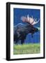 Breckenridge, Colorado, Moose in the Moonlight-Lantern Press-Framed Art Print