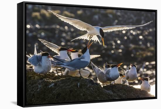 Breeding Elegant Terns (Thalasseus Elegans) Return to Colony on Isla Rasa-Michael Nolan-Framed Stretched Canvas