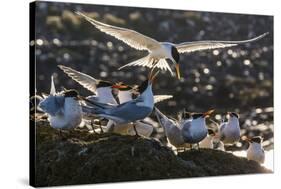 Breeding Elegant Terns (Thalasseus Elegans) Return to Colony on Isla Rasa-Michael Nolan-Stretched Canvas