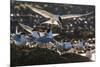 Breeding Elegant Terns (Thalasseus Elegans) Return to Colony on Isla Rasa-Michael Nolan-Mounted Photographic Print