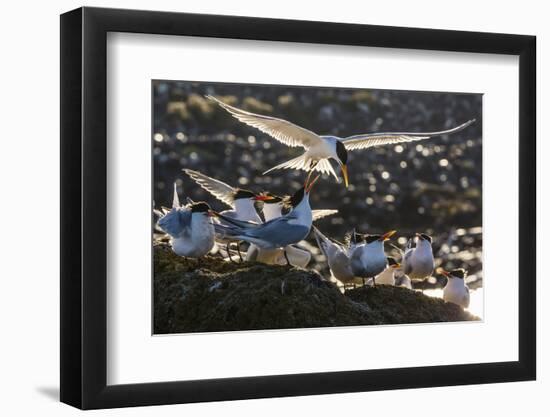 Breeding Elegant Terns (Thalasseus Elegans) Return to Colony on Isla Rasa-Michael Nolan-Framed Photographic Print