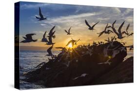 Breeding Elegant Terns (Thalasseus Elegans) Return to Colony on Isla Rasita at Sunset-Michael Nolan-Stretched Canvas