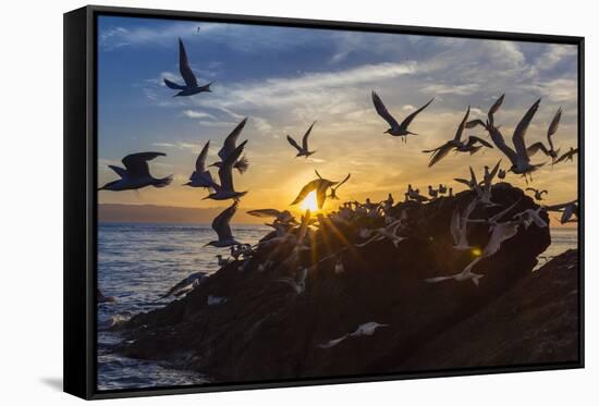 Breeding Elegant Terns (Thalasseus Elegans) Return to Colony on Isla Rasita at Sunset-Michael Nolan-Framed Stretched Canvas