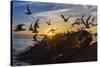 Breeding Elegant Terns (Thalasseus Elegans) Return to Colony on Isla Rasita at Sunset-Michael Nolan-Stretched Canvas