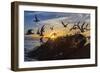Breeding Elegant Terns (Thalasseus Elegans) Return to Colony on Isla Rasita at Sunset-Michael Nolan-Framed Photographic Print