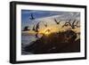 Breeding Elegant Terns (Thalasseus Elegans) Return to Colony on Isla Rasita at Sunset-Michael Nolan-Framed Photographic Print