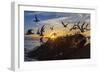 Breeding Elegant Terns (Thalasseus Elegans) Return to Colony on Isla Rasita at Sunset-Michael Nolan-Framed Photographic Print