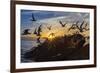 Breeding Elegant Terns (Thalasseus Elegans) Return to Colony on Isla Rasita at Sunset-Michael Nolan-Framed Photographic Print