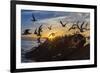 Breeding Elegant Terns (Thalasseus Elegans) Return to Colony on Isla Rasita at Sunset-Michael Nolan-Framed Photographic Print