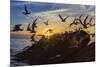 Breeding Elegant Terns (Thalasseus Elegans) Return to Colony on Isla Rasita at Sunset-Michael Nolan-Mounted Photographic Print