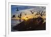 Breeding Elegant Terns (Thalasseus Elegans) Return to Colony on Isla Rasita at Sunset-Michael Nolan-Framed Photographic Print