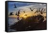 Breeding Elegant Terns (Thalasseus Elegans) Return to Colony on Isla Rasita at Sunset-Michael Nolan-Framed Stretched Canvas