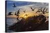 Breeding Elegant Terns (Thalasseus Elegans) Return to Colony on Isla Rasita at Sunset-Michael Nolan-Stretched Canvas